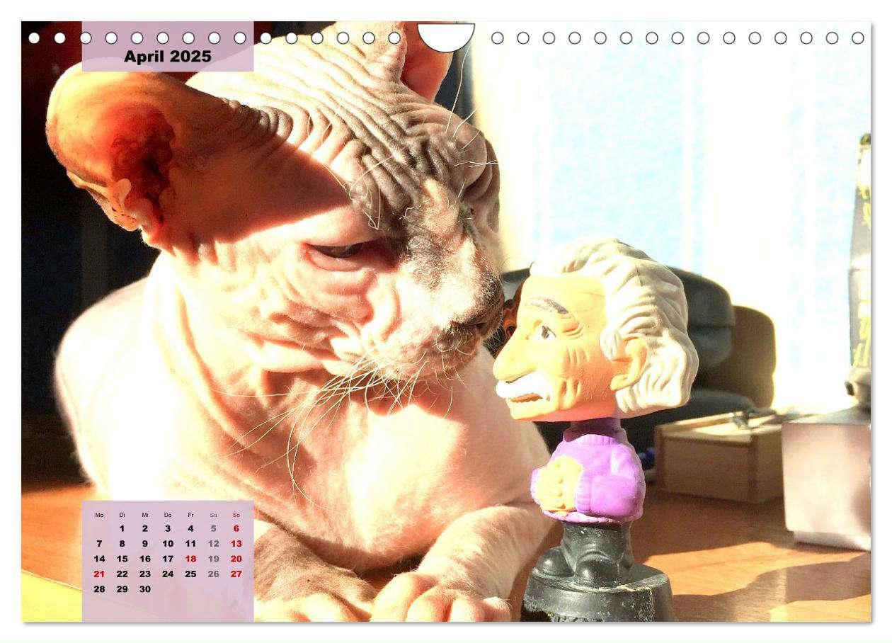 Bild: 9783435050277 | Sphinx. Grazile und anmutige Nacktkatzen (Wandkalender 2025 DIN A4...