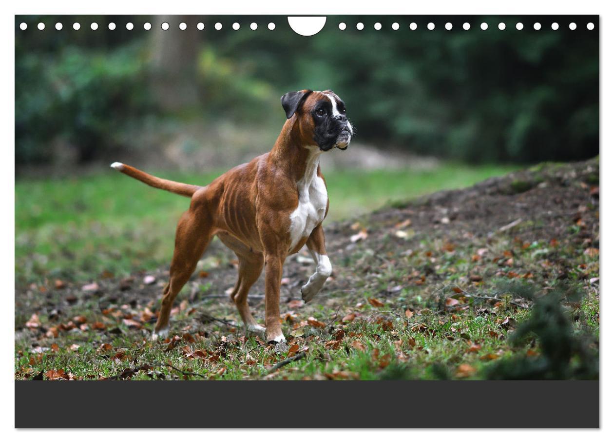 Bild: 9783383843303 | Fantastische Boxer - Sieger der Herzen (Wandkalender 2025 DIN A4...