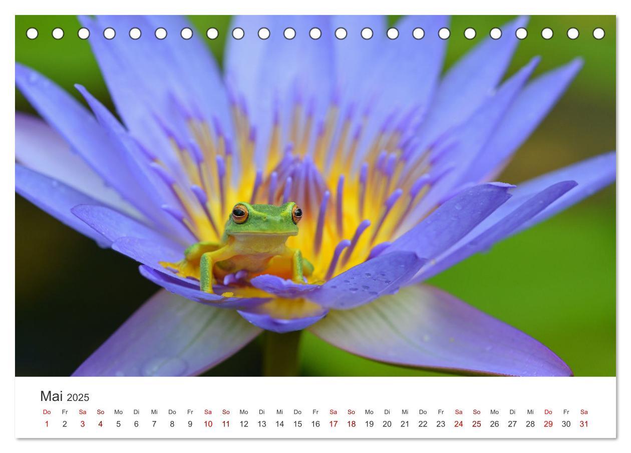 Bild: 9783435000395 | Frösche - Die wunderschöne Welt der bunten Hüpfer. (Tischkalender...