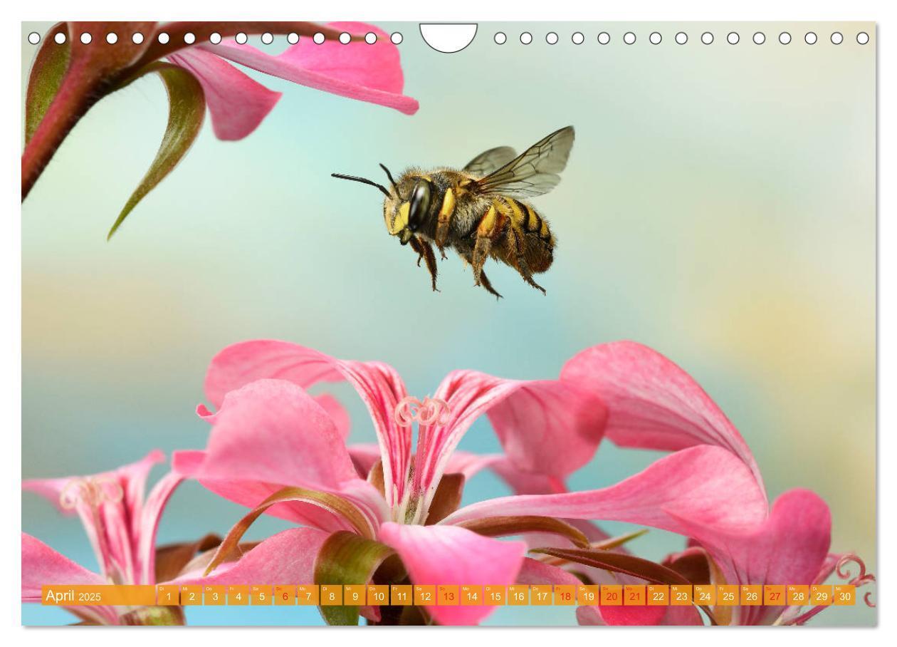 Bild: 9783435220946 | Sechs Beine in der Luft - Wildbienen im Flug (Wandkalender 2025 DIN...