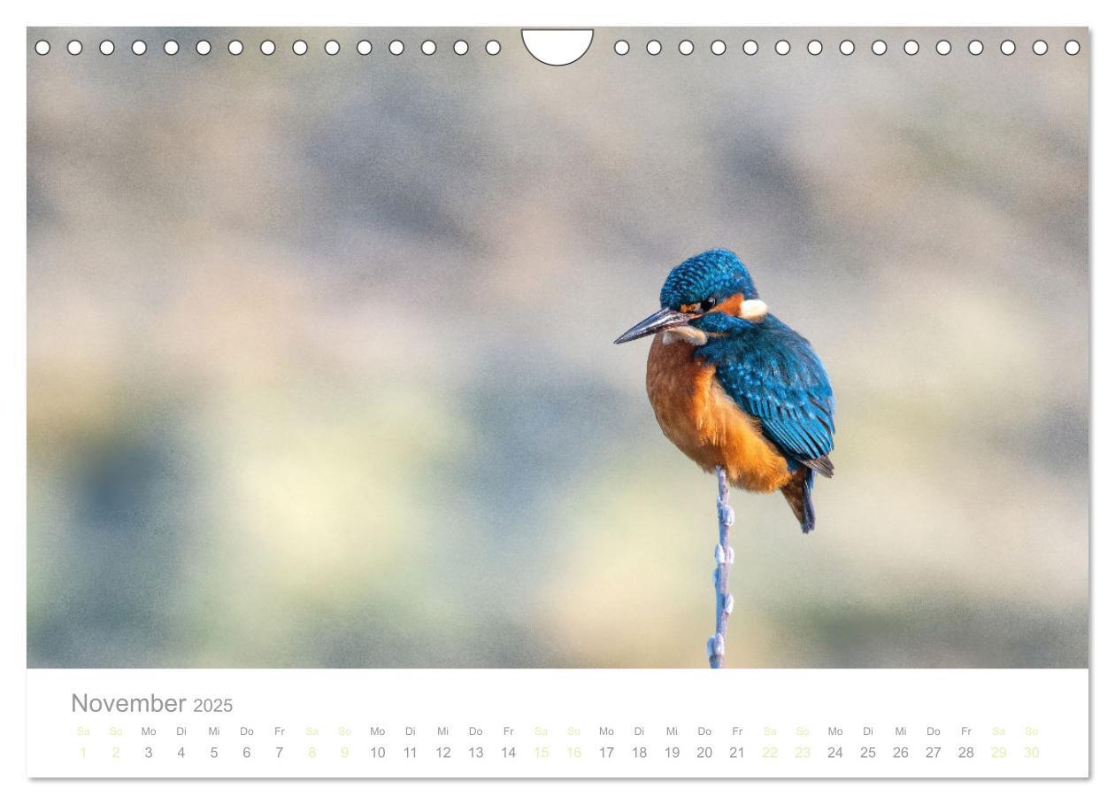 Bild: 9783435010301 | Eisvogel im Porträt (Wandkalender 2025 DIN A4 quer), CALVENDO...