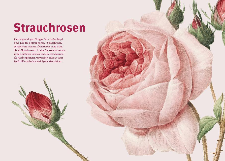 Bild: 9783832169268 | Historische Rosen | Sorten - Geschichten - Gartentipps | Sofia Blind