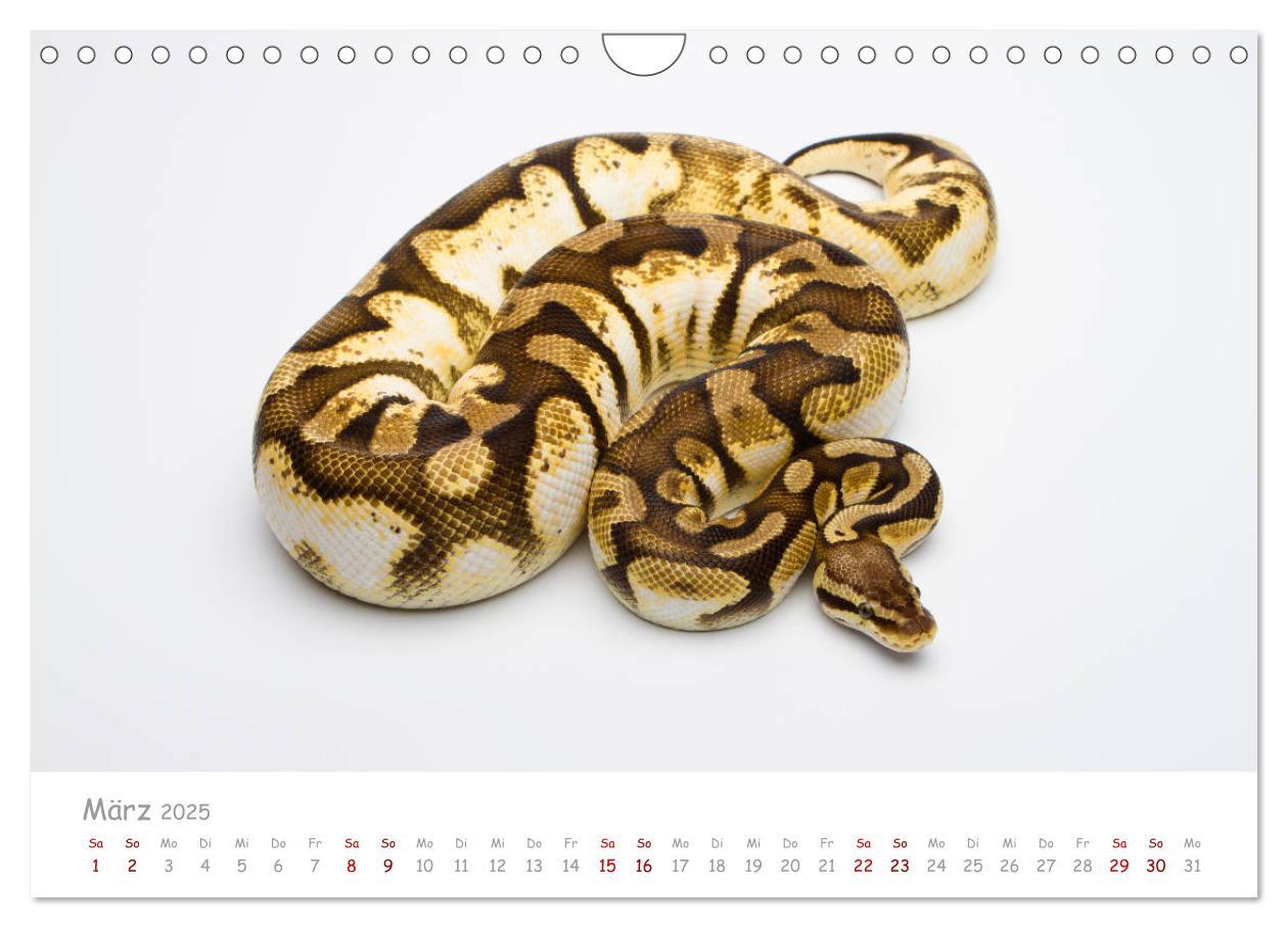 Bild: 9783435118014 | Königspythons - bunte Schlangen (Wandkalender 2025 DIN A4 quer),...