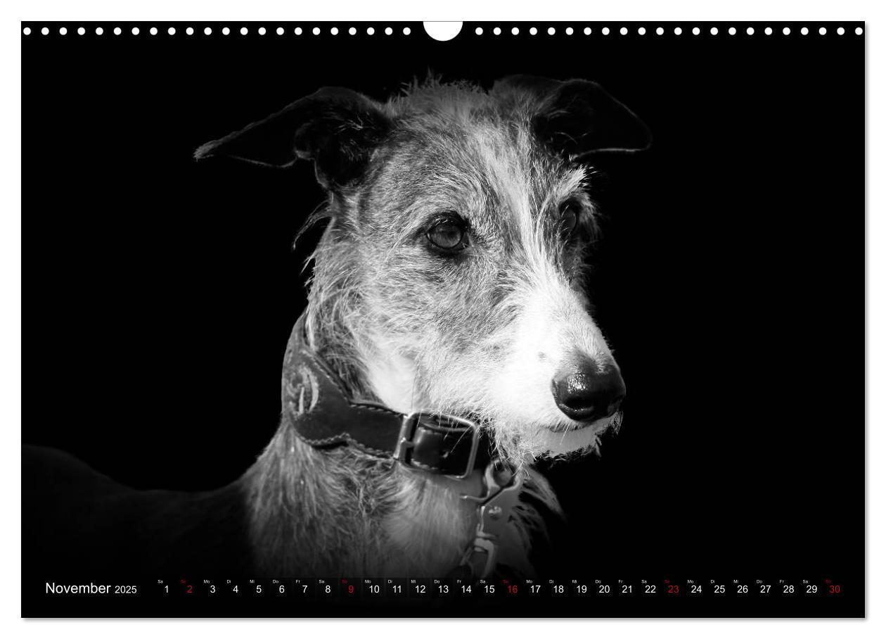 Bild: 9783383824050 | Galgo Español - der spanische Windhund 2025 (Wandkalender 2025 DIN...