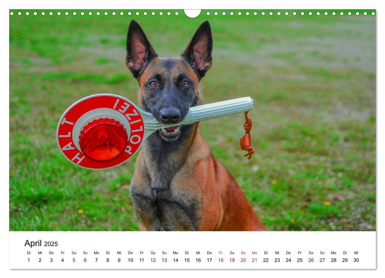 Bild: 9783435340019 | Malinois - Wahnsinn auf vier Pfoten (Wandkalender 2025 DIN A3...