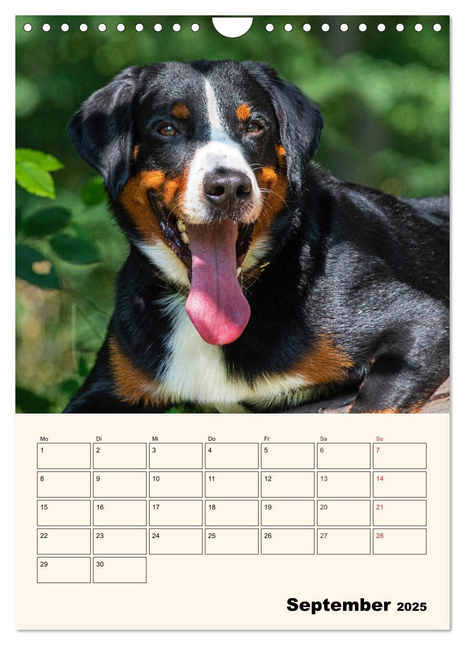 Bild: 9783435936939 | Appenzeller Sennenhund - Mit Plan durch das Jahr (Wandkalender 2025...