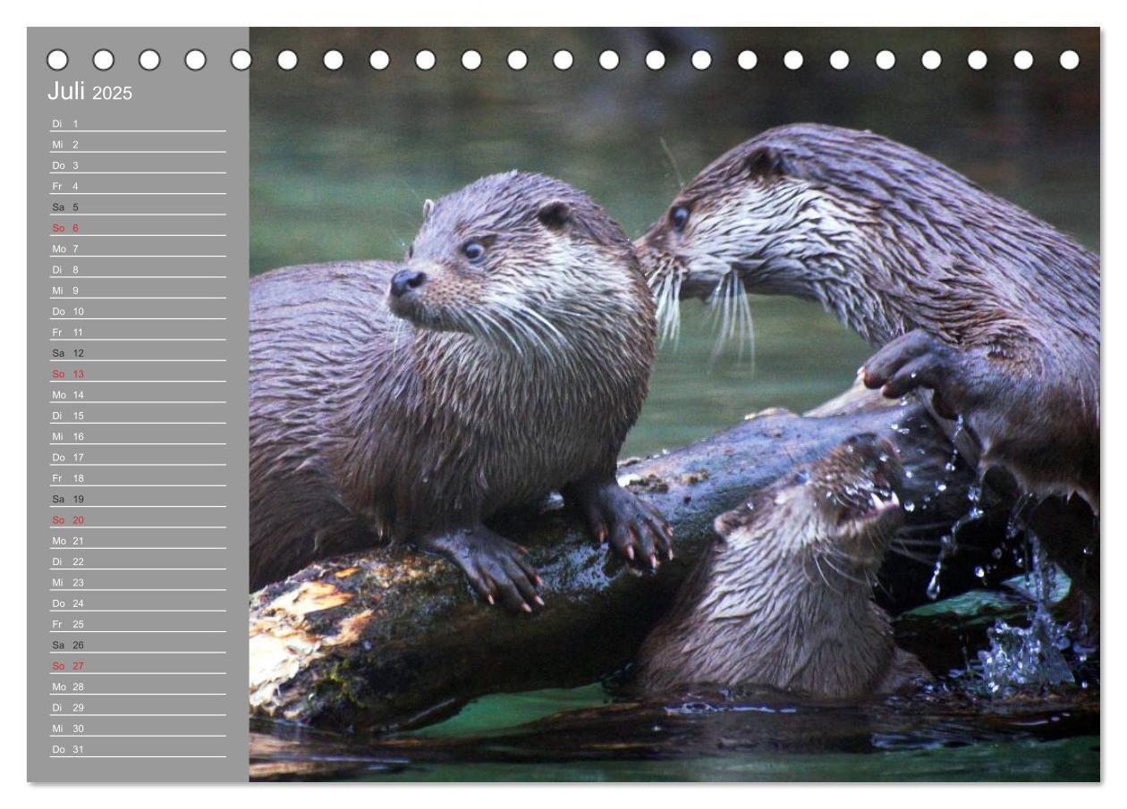 Bild: 9783435548415 | Otter. Frech, laut und clever (Tischkalender 2025 DIN A5 quer),...