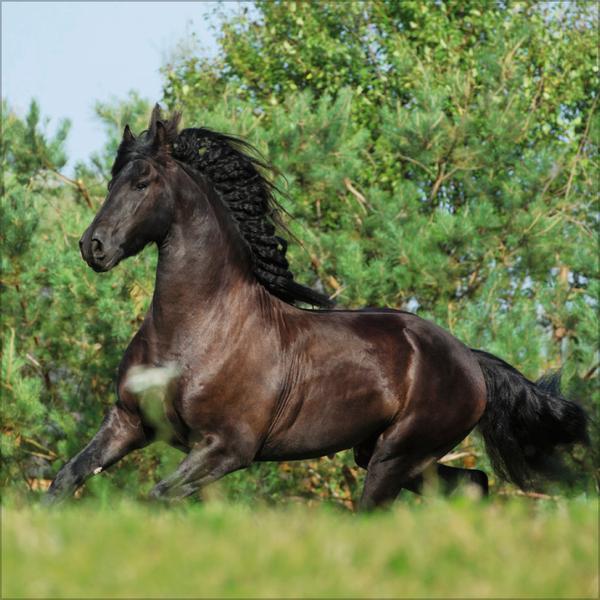 Bild: 9783731876380 | Horses 2025 | Verlag Korsch | Kalender | 13 S. | Deutsch | 2025