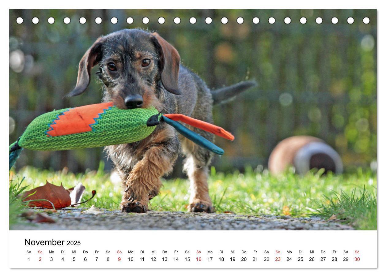 Bild: 9783435170203 | Ein Dackelkind blickt zurück (Tischkalender 2025 DIN A5 quer),...