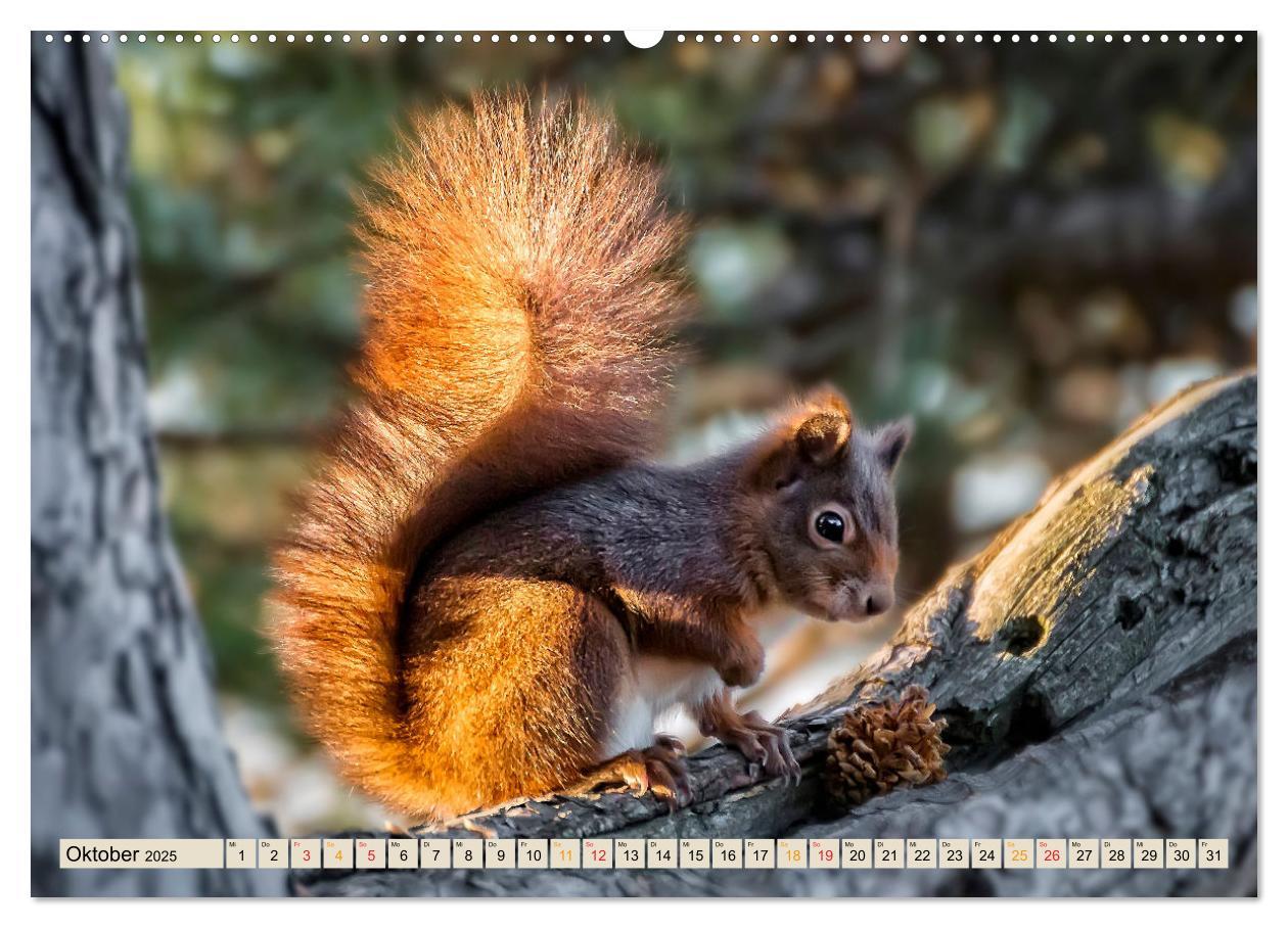 Bild: 9783435093670 | Unsere Wildtiere - scheu und schön (Wandkalender 2025 DIN A2 quer),...