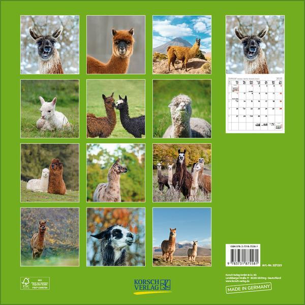 Bild: 9783731875581 | Alpakas und Lamas 2025 | Verlag Korsch | Kalender | 13 S. | Deutsch