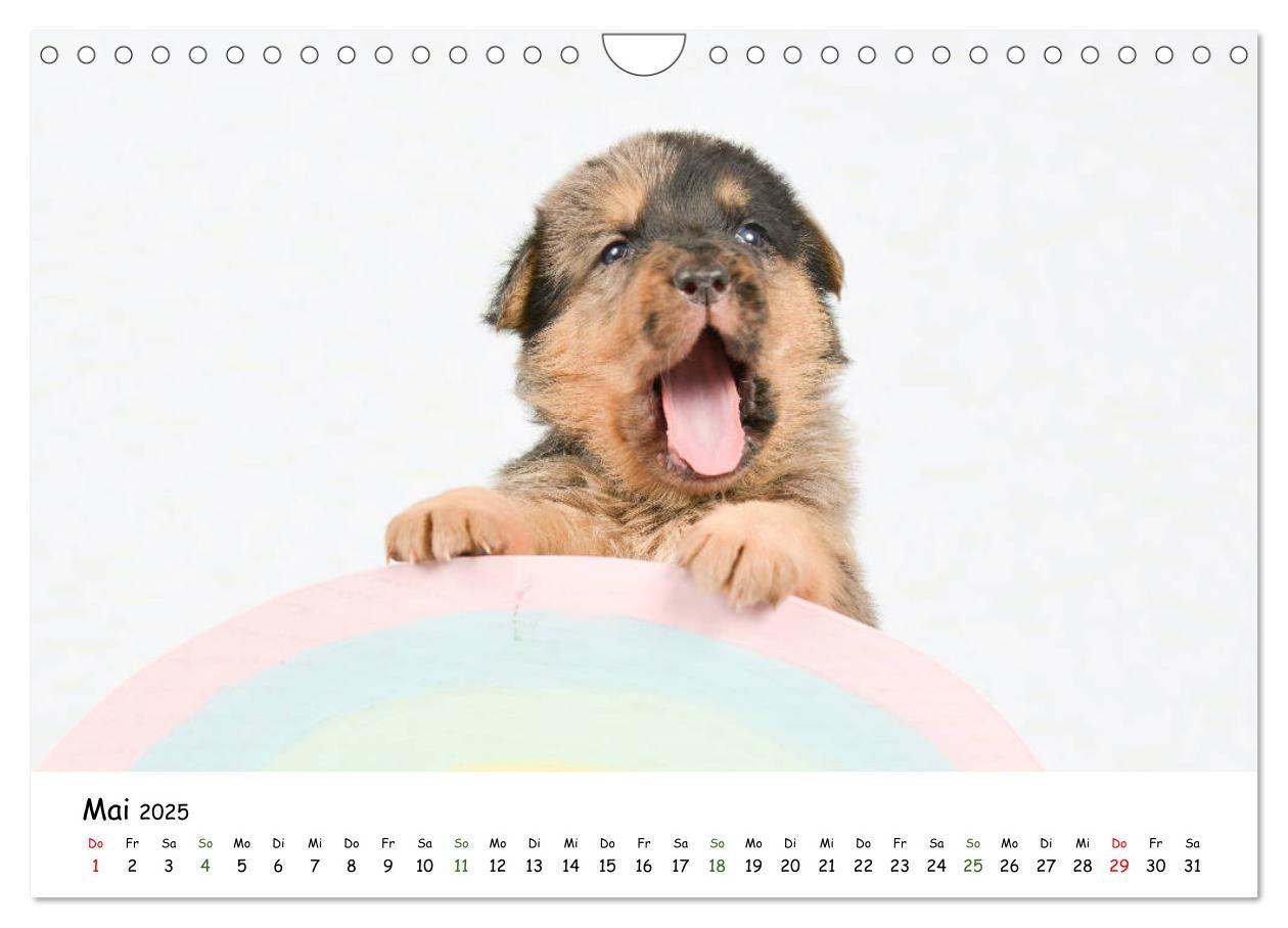 Bild: 9783435324224 | Baby Pfoten (Wandkalender 2025 DIN A4 quer), CALVENDO Monatskalender