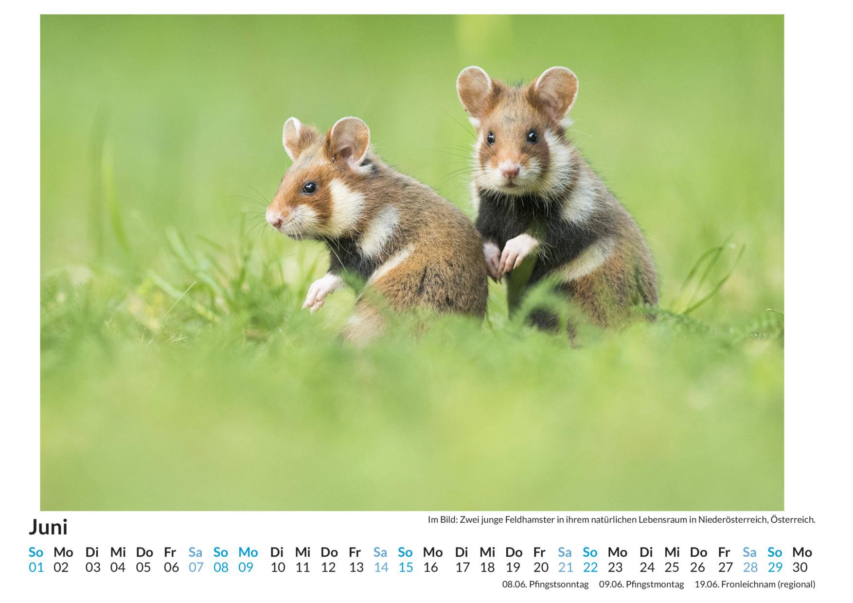 Bild: 9783759122148 | Nagetiere - (Wandkalender 2025, Kalender DIN A4 quer,...