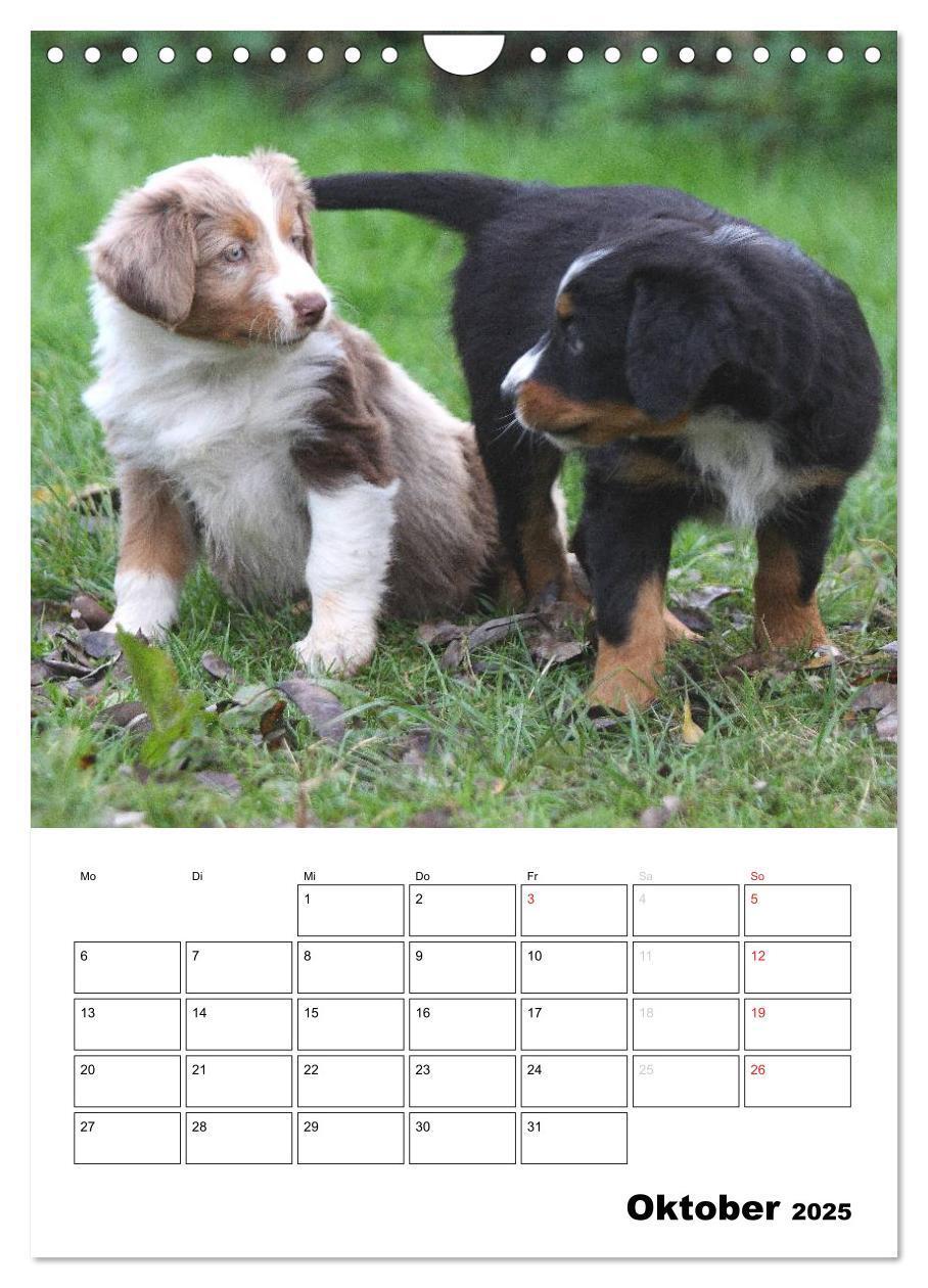 Bild: 9783457080658 | Australian Shepherd (Wandkalender 2025 DIN A4 hoch), CALVENDO...