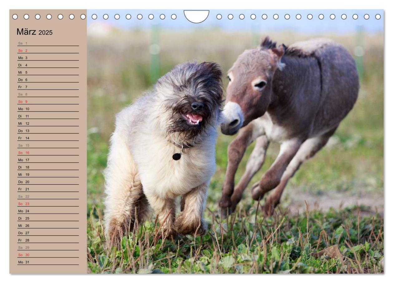 Bild: 9783435655137 | Das Esel-Paradies - Hunde und andere Feunde (Wandkalender 2025 DIN...