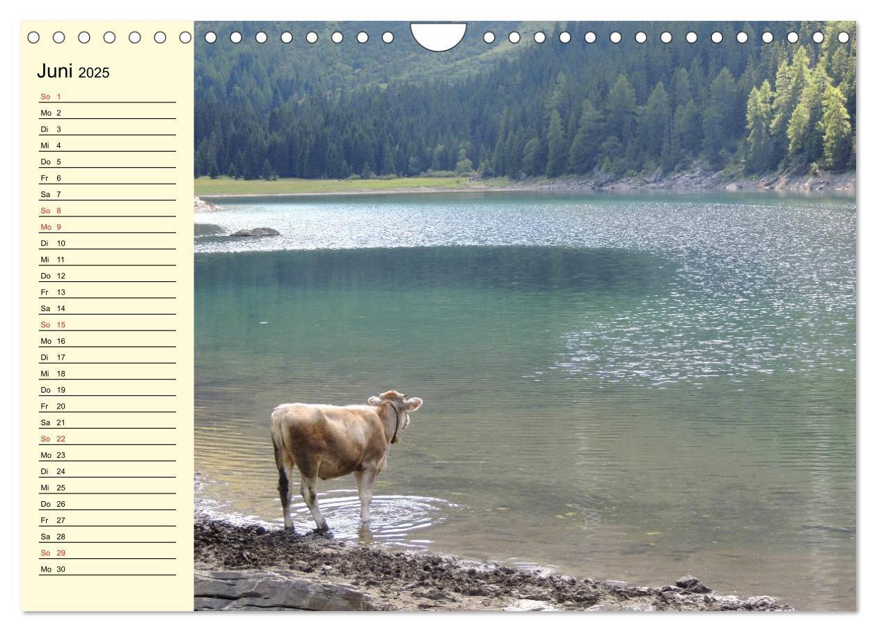 Bild: 9783435531004 | Glückliche Kühe auf saftigen Wiesen (Wandkalender 2025 DIN A4...