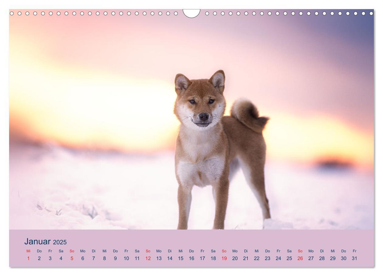 Bild: 9783457234143 | Shiba Inu - mutig, treu, selbstbewusst (Wandkalender 2025 DIN A3...