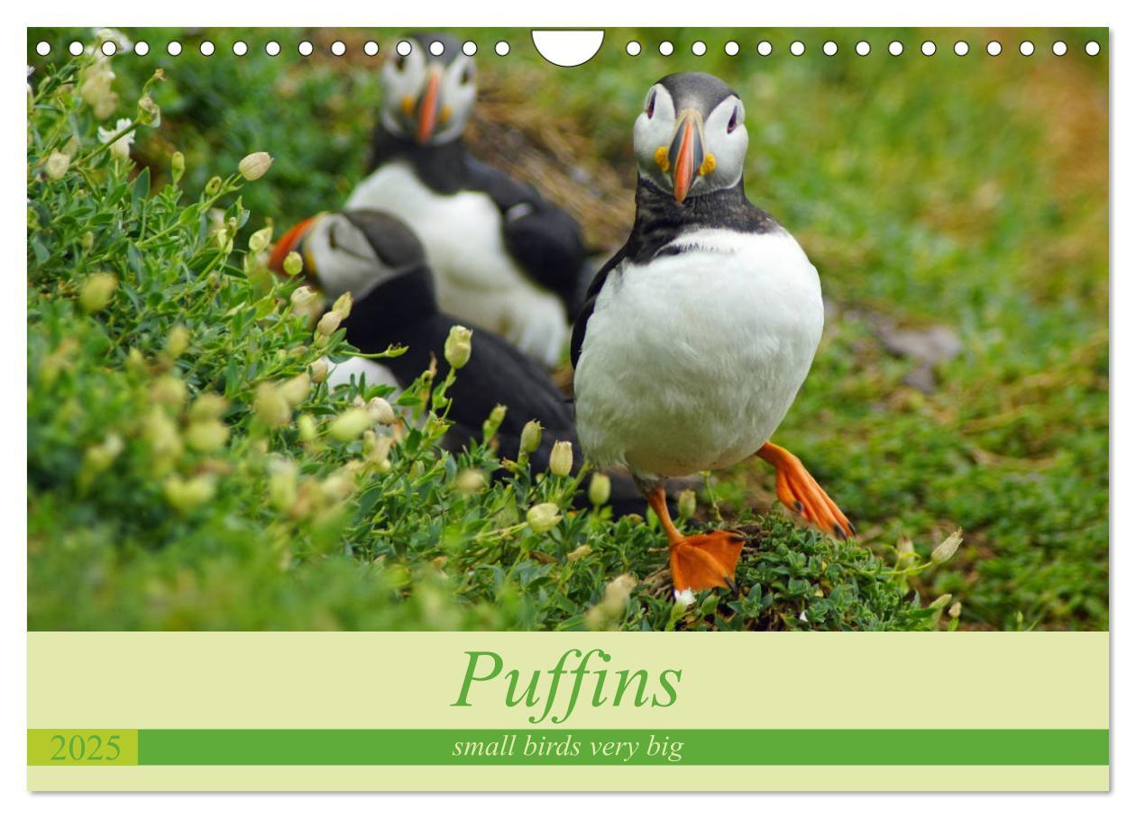 Cover: 9781325944064 | Puffins - small birds very big (Wall Calendar 2025 DIN A4...