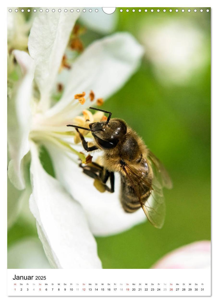 Bild: 9783435966448 | BIENEN - Kleine Nützlinge ganz nah (Wandkalender 2025 DIN A3 hoch),...