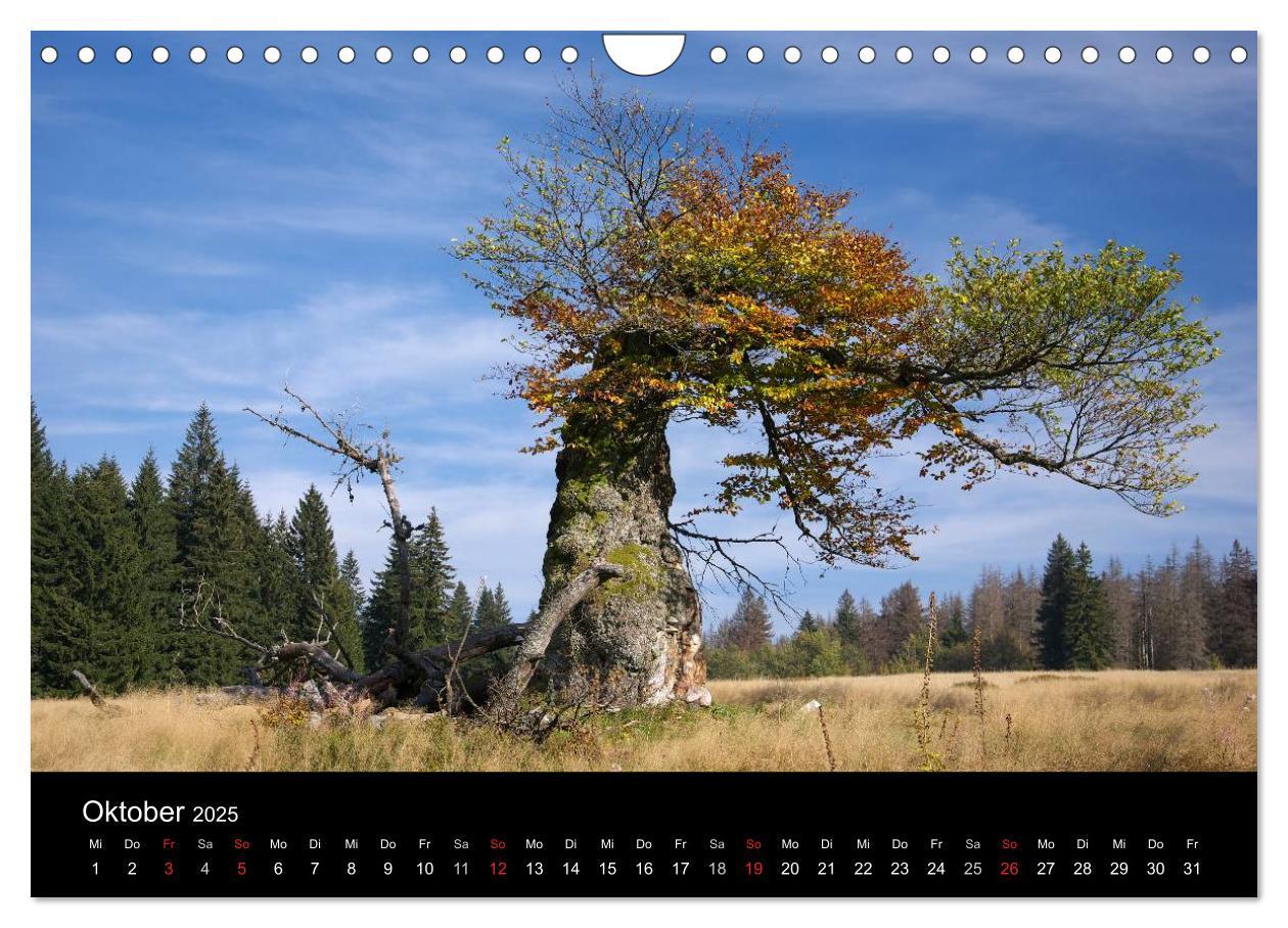 Bild: 9783435685011 | Bayerischer Wald - der Osten Bayerns (Wandkalender 2025 DIN A4...