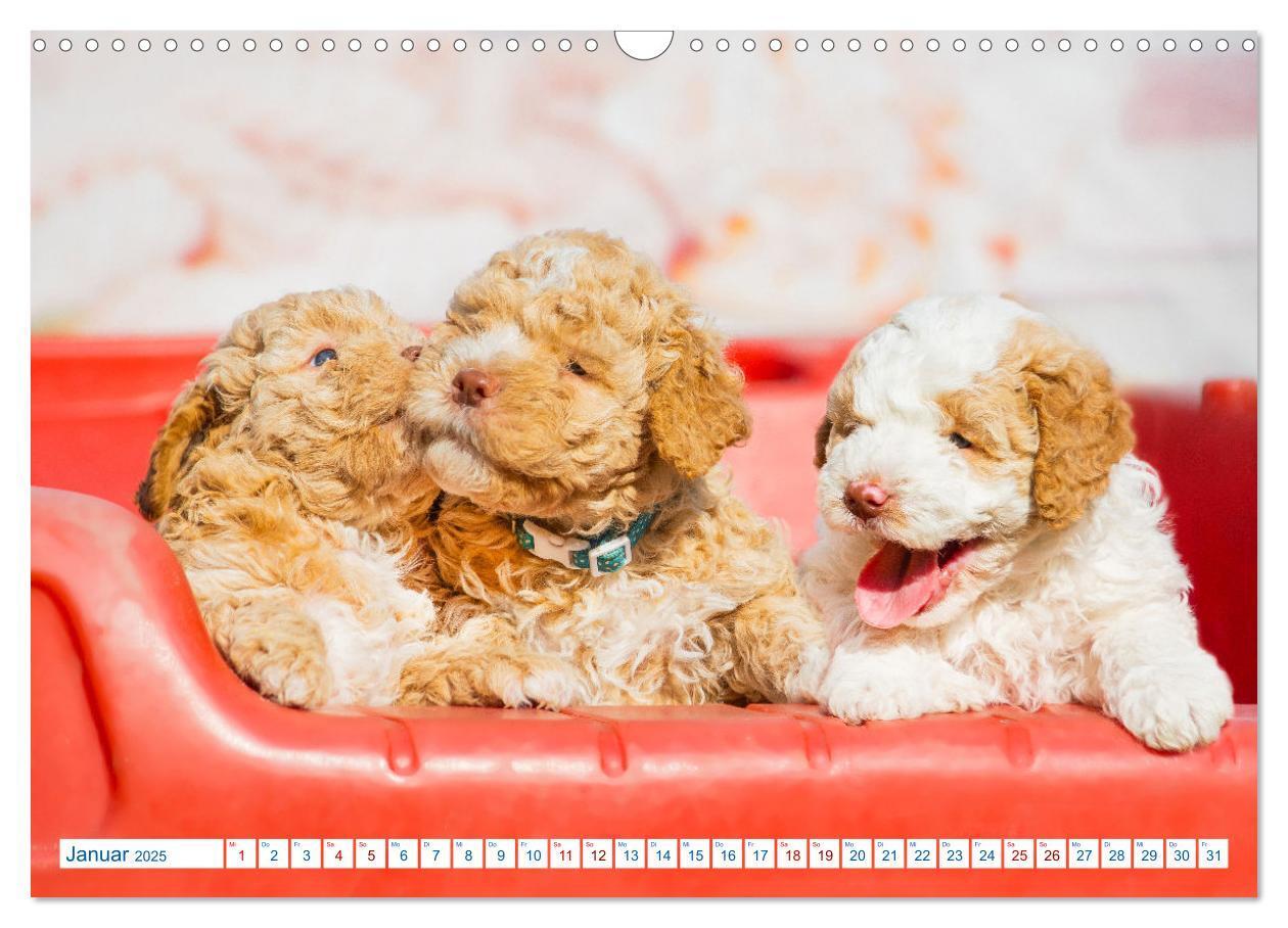 Bild: 9783435028313 | Lagotto Romagnolo - Bilder aus der Kinderstube (Wandkalender 2025...