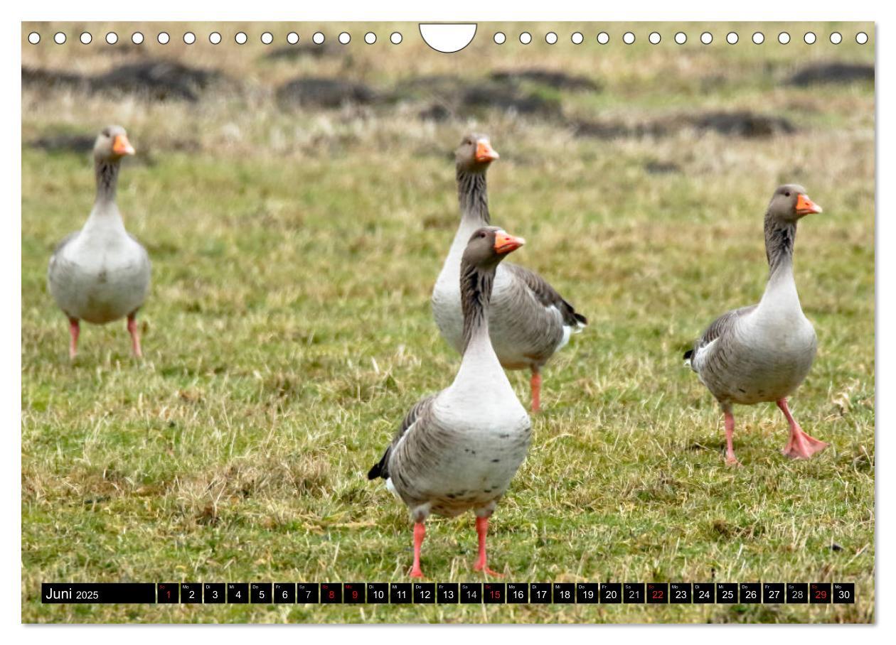 Bild: 9783435377060 | Gefiederte Schönheiten - Wildgänse in Norddeutschland (Wandkalender...