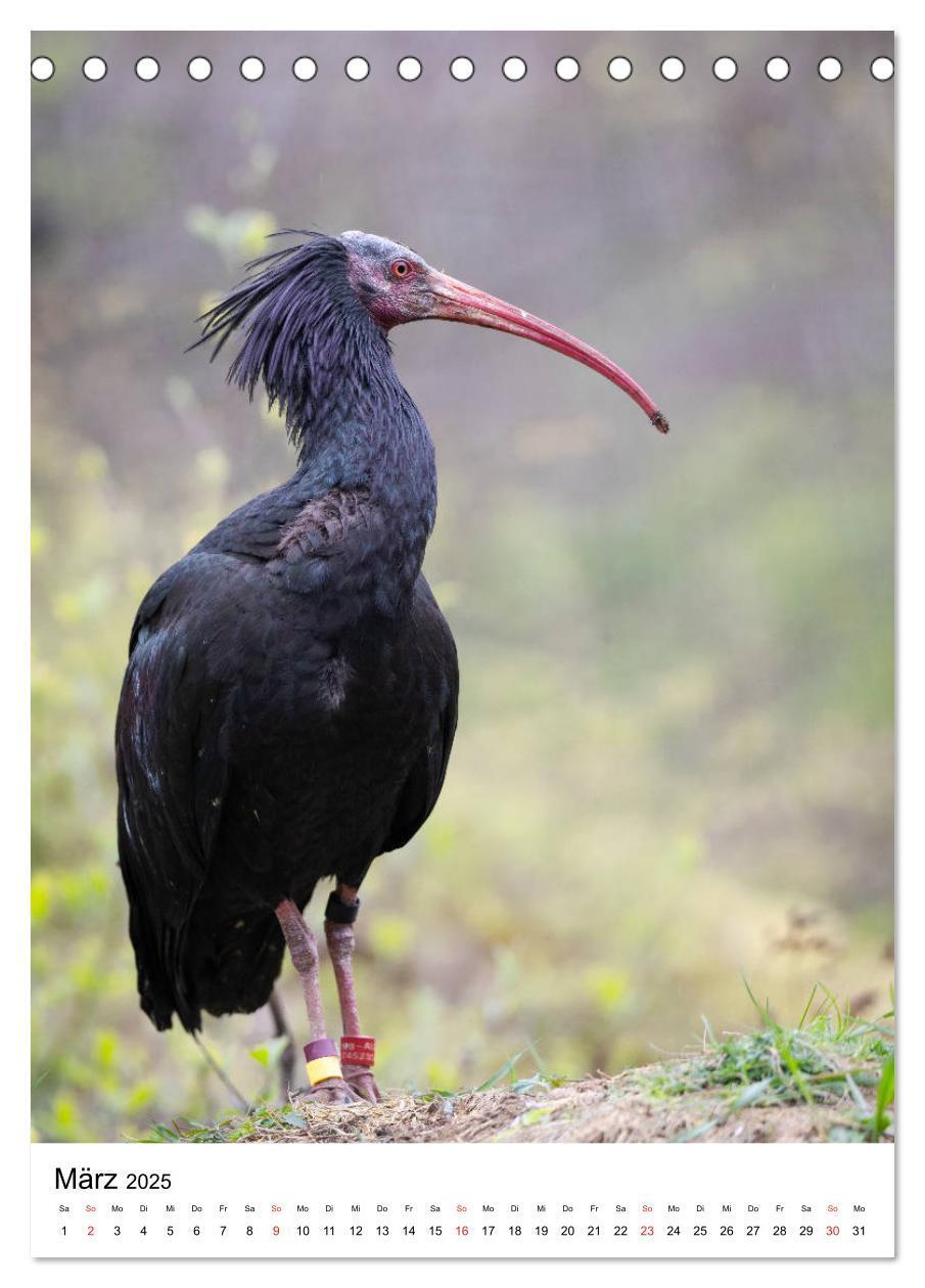 Bild: 9783435930180 | Der Waldrapp - Der etwas andere Vogel (Tischkalender 2025 DIN A5...