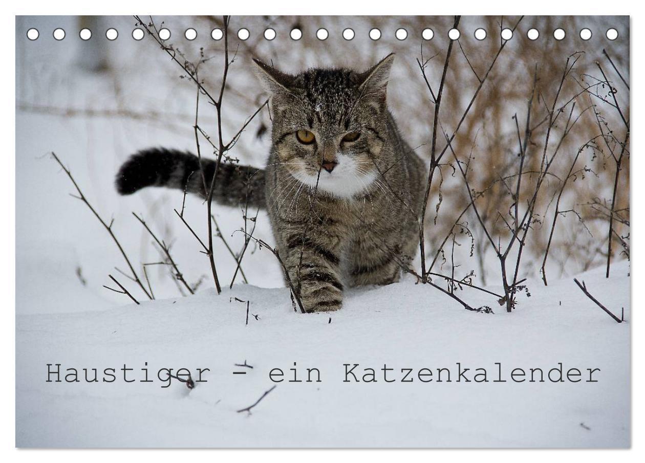 Cover: 9783435519729 | Haustiger - Ein Katzenkalender (Tischkalender 2025 DIN A5 quer),...