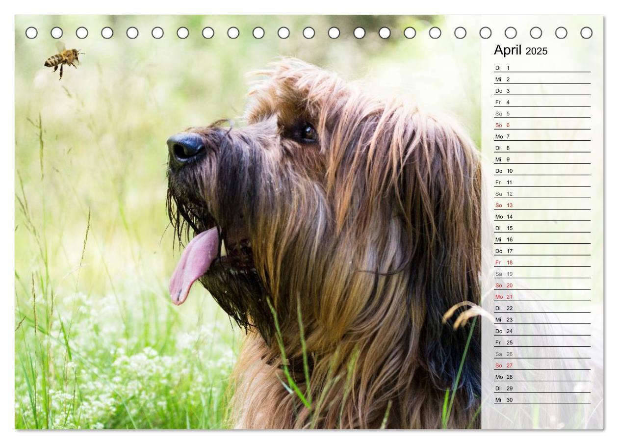 Bild: 9783435468775 | Der Briard 2025 - Ein echter Charmeur (Tischkalender 2025 DIN A5...