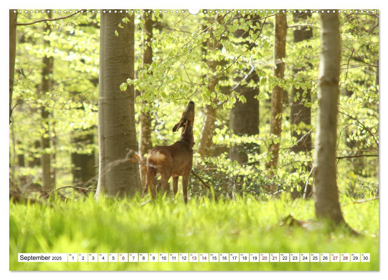 Bild: 9783435339426 | Anmut mit sanften Augen - Rehwild in der freien Natur (hochwertiger...