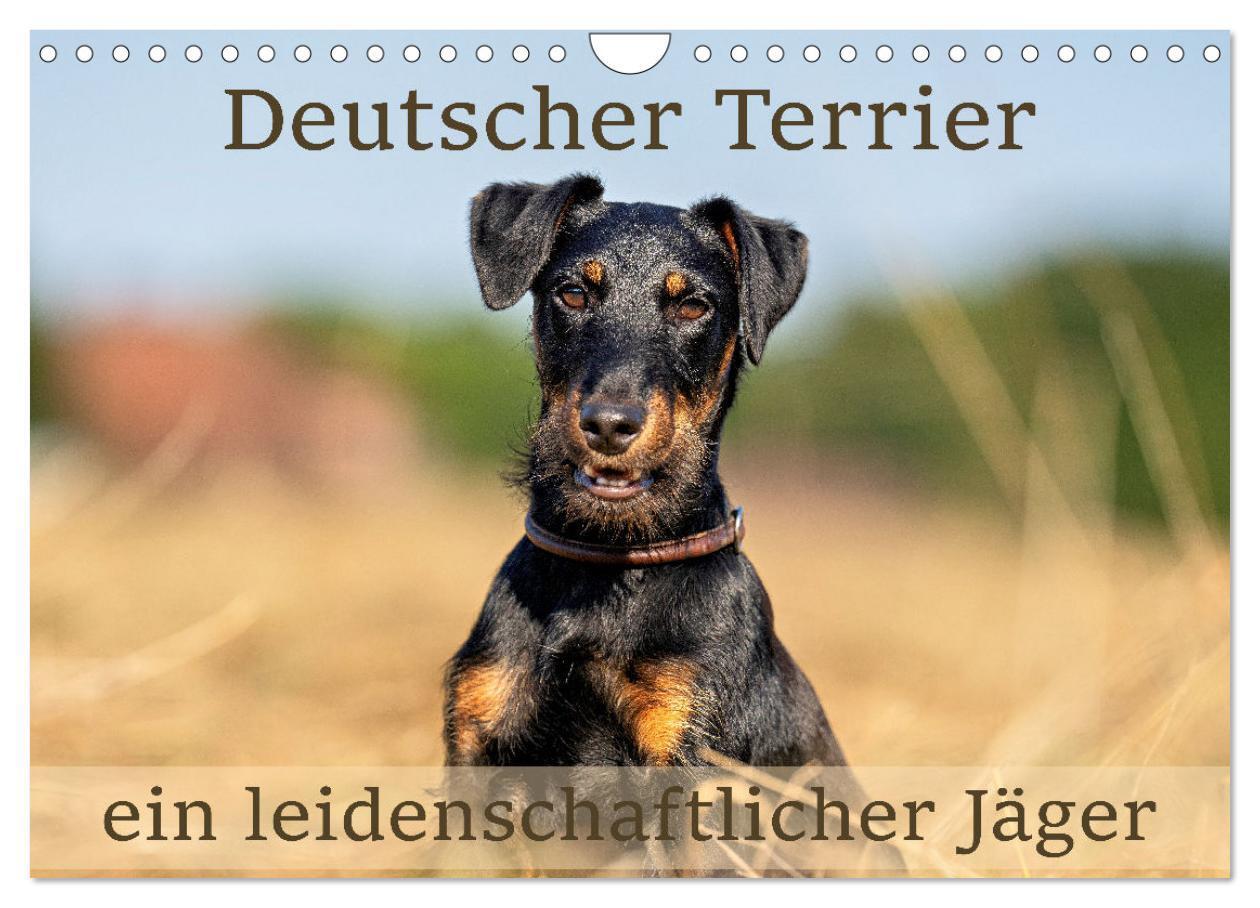 Cover: 9783457190043 | Deutscher Terrier - ein leidenschaftlicher Jäger (Wandkalender 2025...