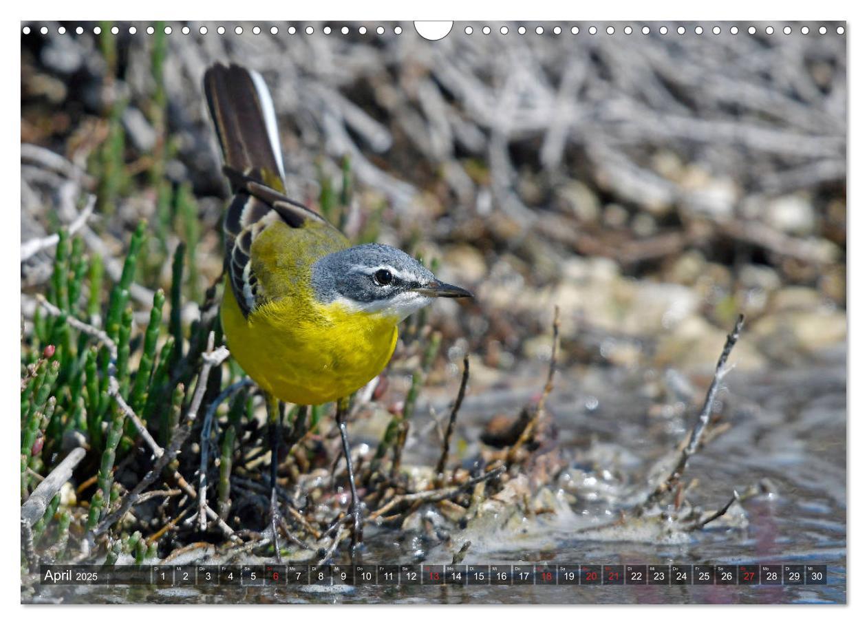 Bild: 9783435192755 | Heimische Singvögel in Feld und Flur (Wandkalender 2025 DIN A3...