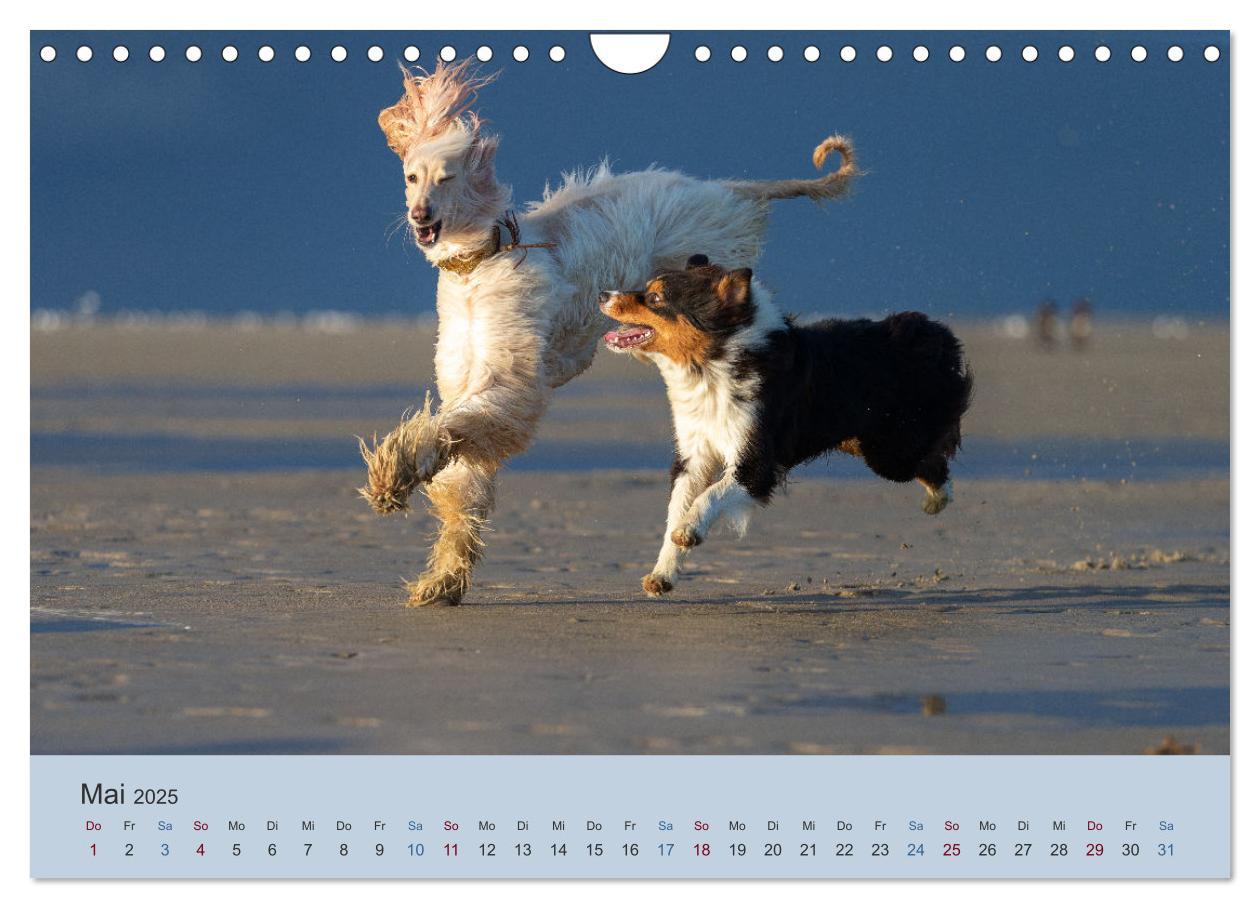 Bild: 9783435413706 | AFGHANISCHE WINDHUNDE 2025 (Wandkalender 2025 DIN A4 quer),...