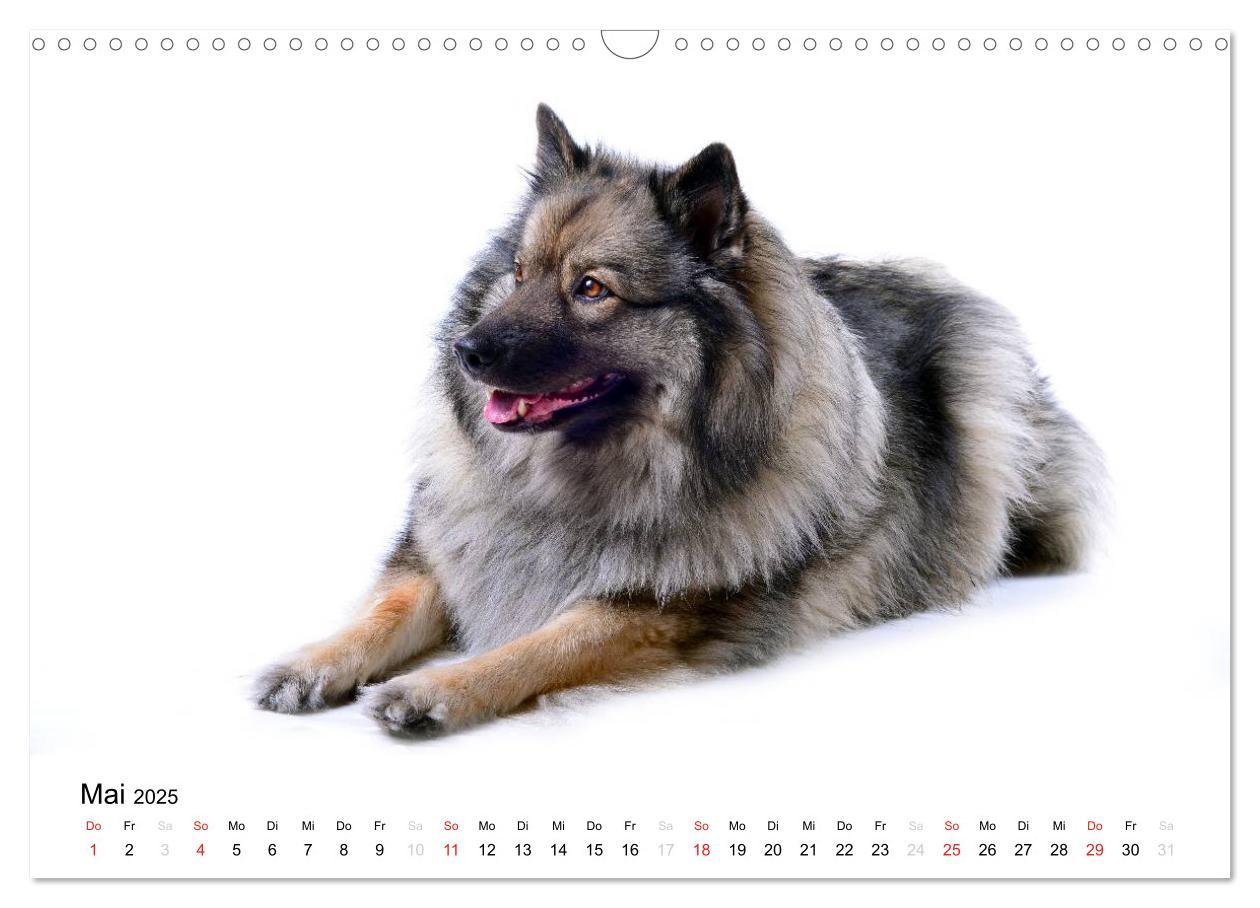 Bild: 9783435804962 | Der Wolfsspitz (Wandkalender 2025 DIN A3 quer), CALVENDO...