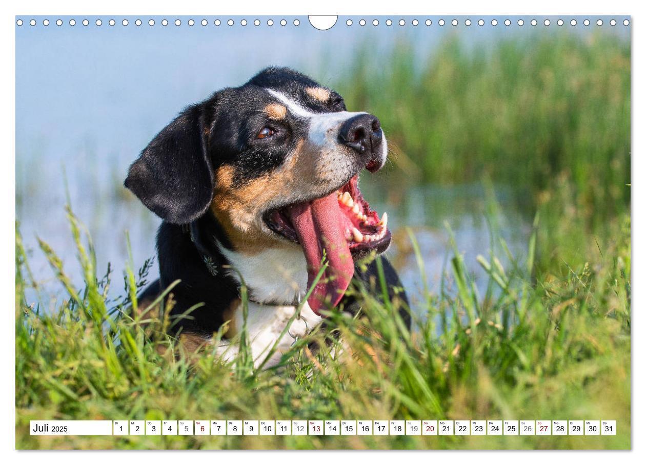 Bild: 9783435313051 | Mein bester Freund - Entlebucher Sennenhund (Wandkalender 2025 DIN...