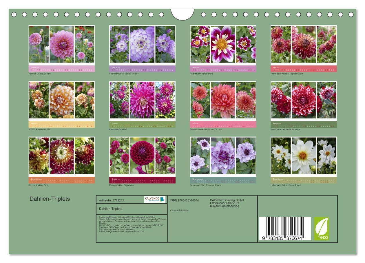 Bild: 9783435376674 | Dahlien-Triplets (Wandkalender 2025 DIN A4 quer), CALVENDO...