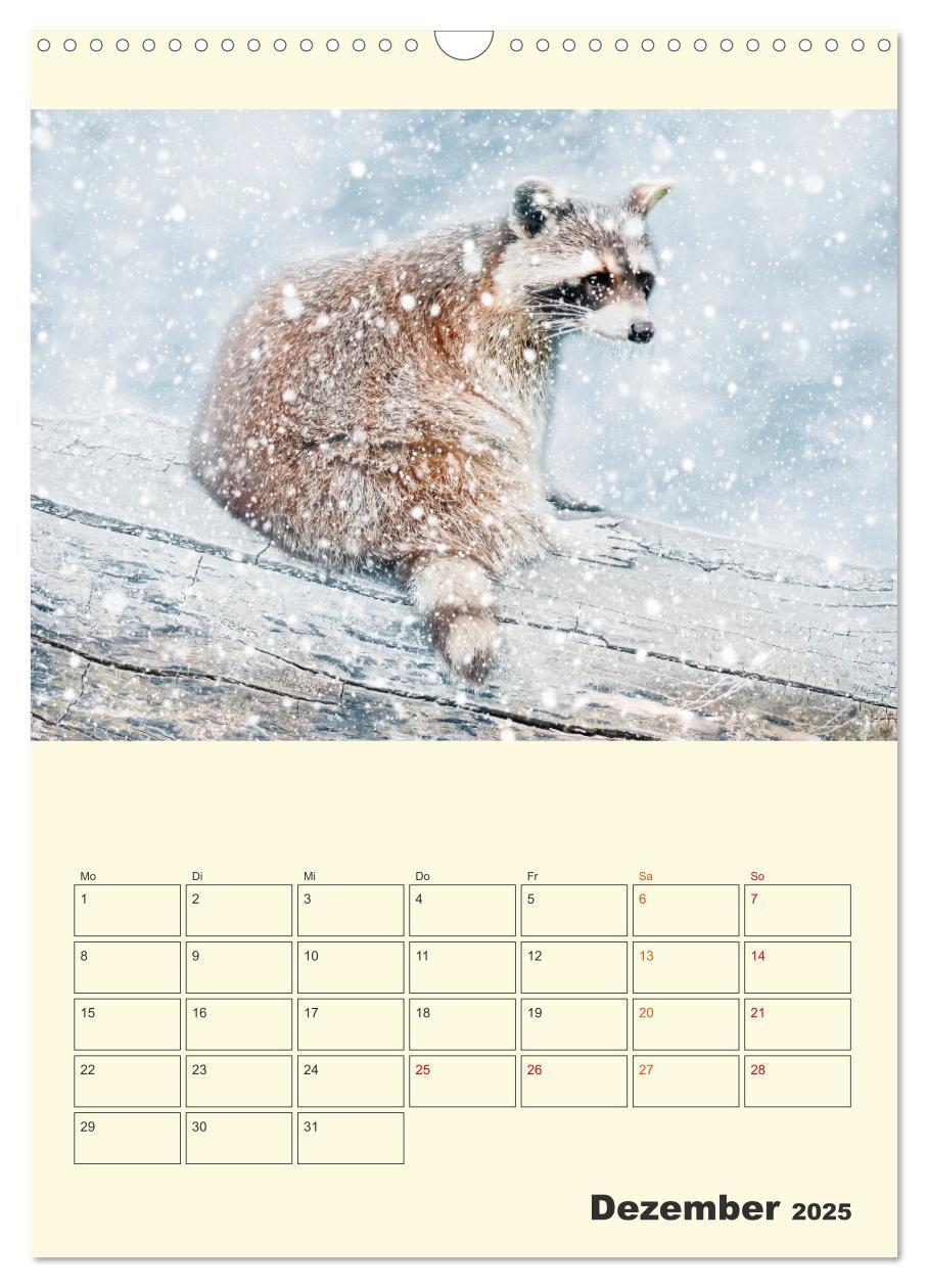 Bild: 9783435903504 | Drolliger Waschbär (Wandkalender 2025 DIN A3 hoch), CALVENDO...