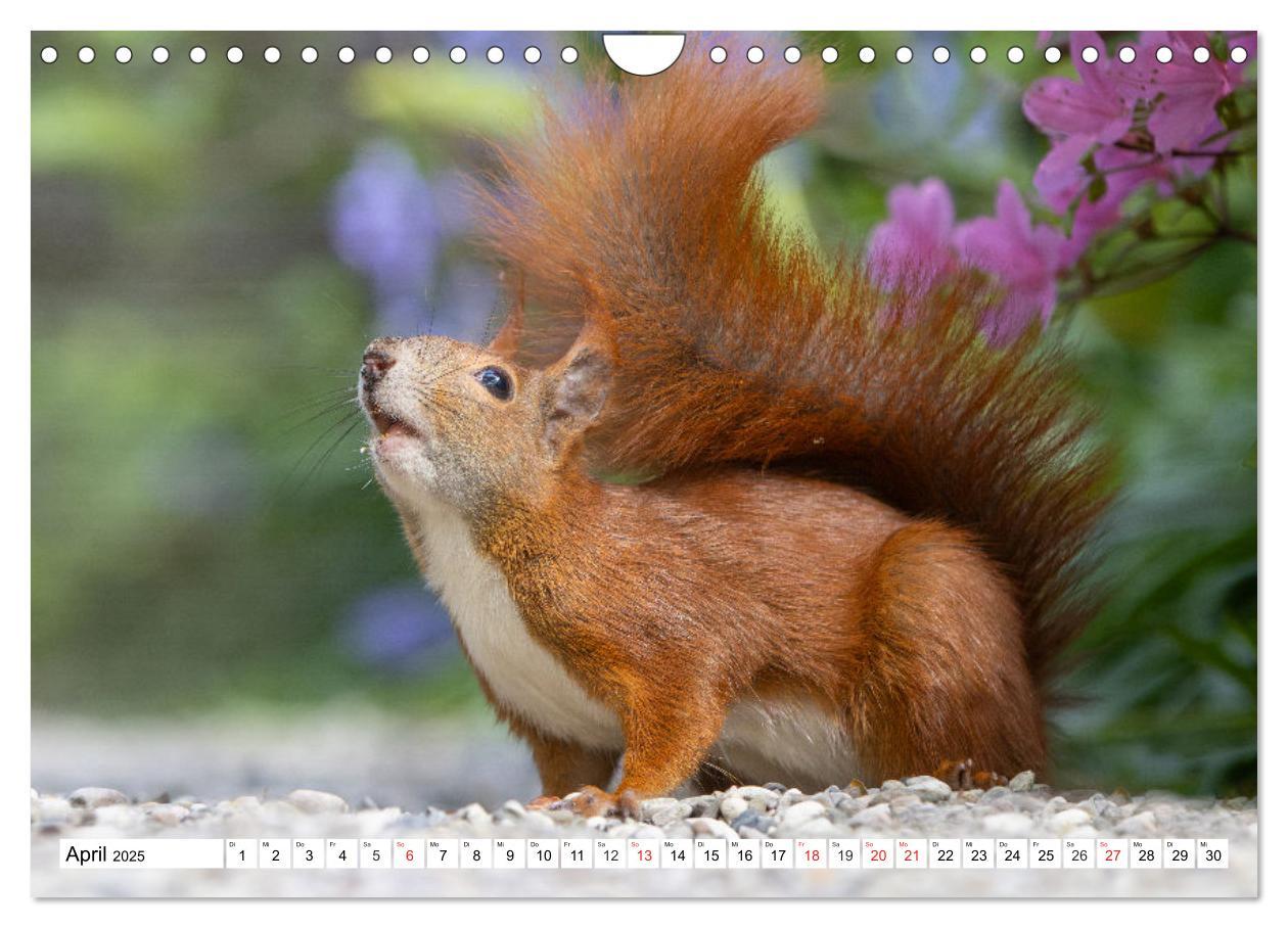 Bild: 9783435670338 | Eichhörnchen im Königlichen Garten (Wandkalender 2025 DIN A4 quer),...