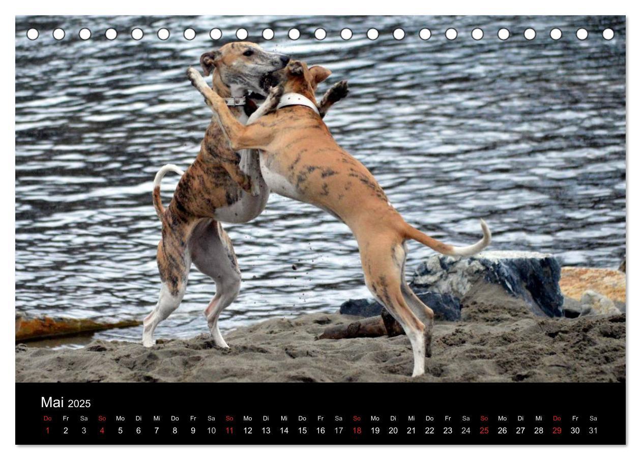 Bild: 9783435629909 | Whippets in Aktion (Tischkalender 2025 DIN A5 quer), CALVENDO...