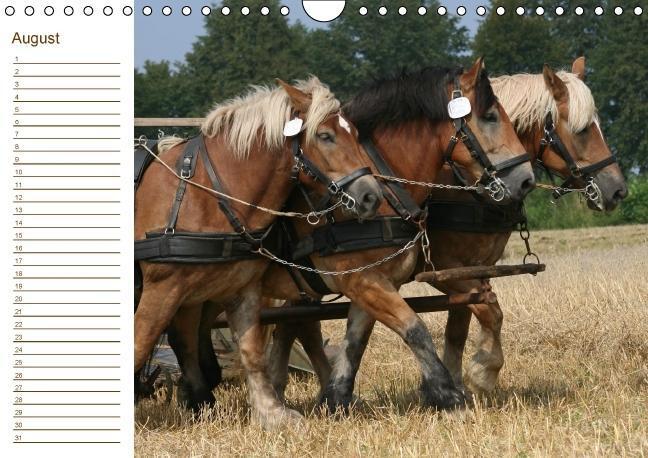 Bild: 9783660194883 | Der Pferde-Geburtstagskalender (Wandkalender immerwährend DIN A4 quer)