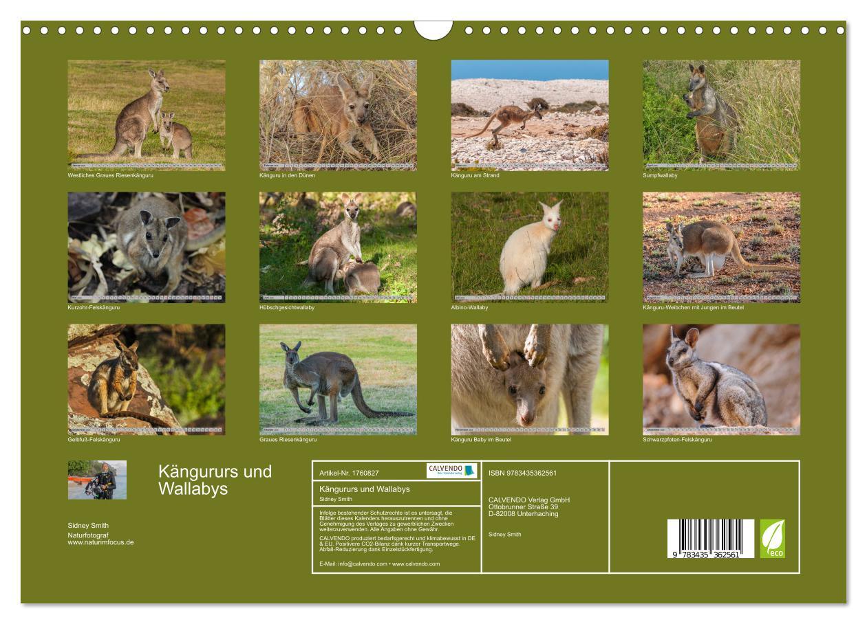 Bild: 9783435362561 | Kängururs und Wallabys (Wandkalender 2025 DIN A3 quer), CALVENDO...