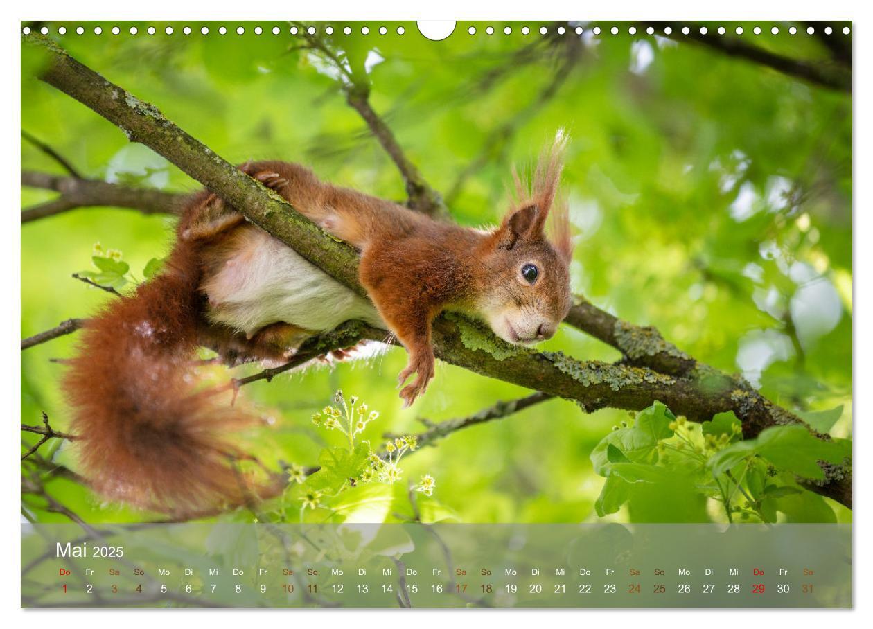 Bild: 9783457177518 | Bezaubernde Eichhörnchen (Wandkalender 2025 DIN A3 quer), CALVENDO...