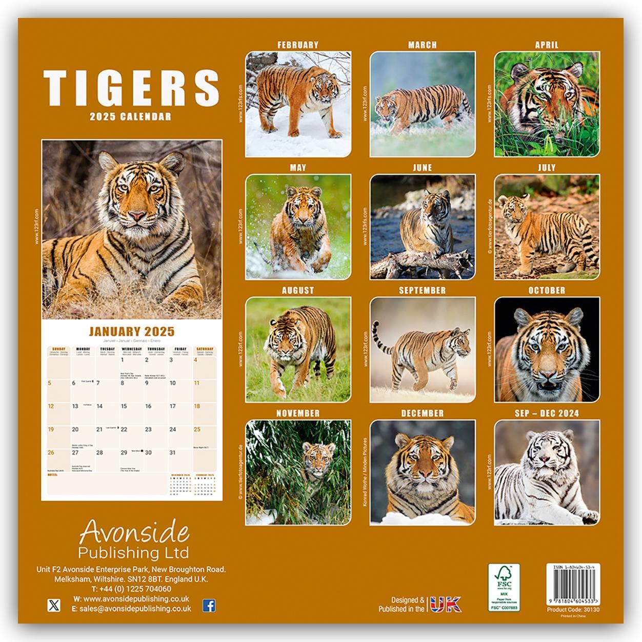 Rückseite: 9781804604533 | Tigers - Tiger 2025 - 16-Monatskalender | Avonside Publishing Ltd