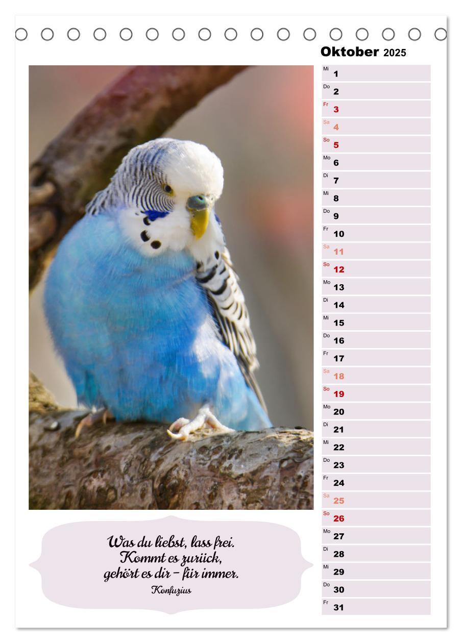 Bild: 9783435889655 | Niedliche Wellensittiche (Tischkalender 2025 DIN A5 hoch), CALVENDO...