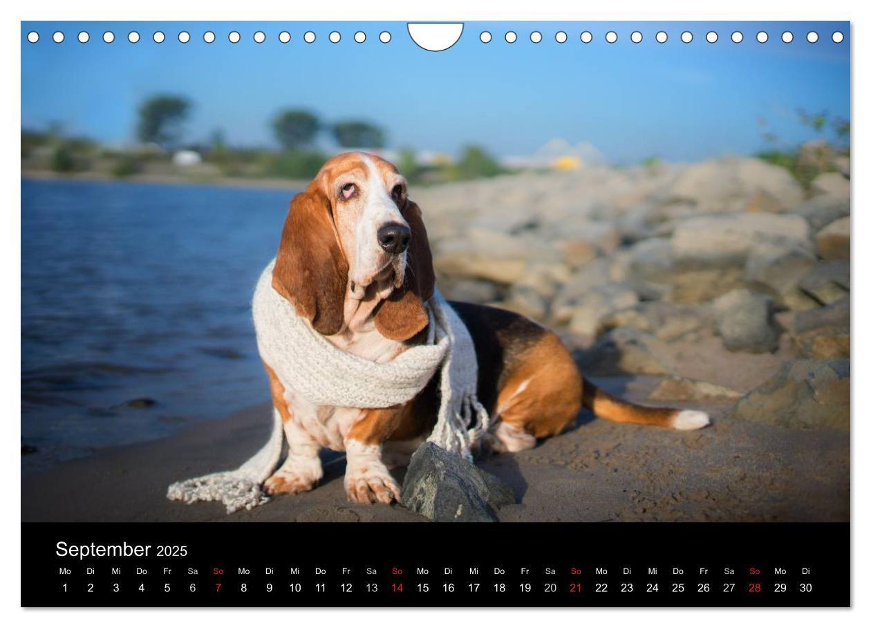 Bild: 9783457183274 | Der Basset, eine LANGE und besondere Liebe (Wandkalender 2025 DIN...