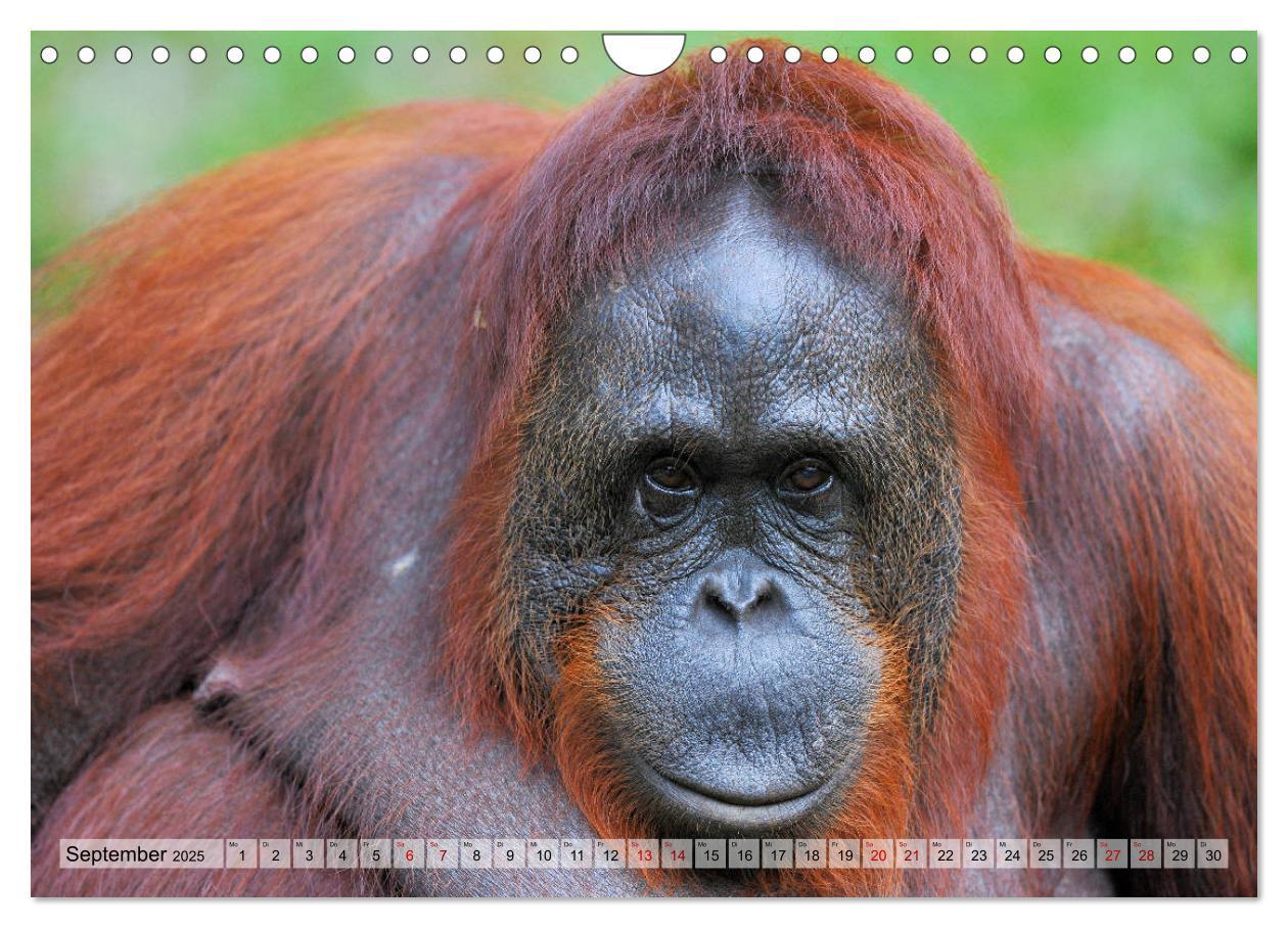 Bild: 9783435228133 | Orang Utans: Zu Besuch im Regenwald (Wandkalender 2025 DIN A4...