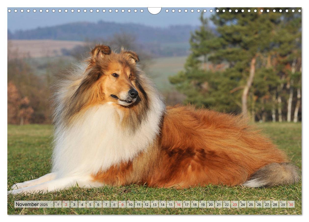 Bild: 9783435312146 | Collie - Das Glück hat 4 Pfoten (Wandkalender 2025 DIN A3 quer),...