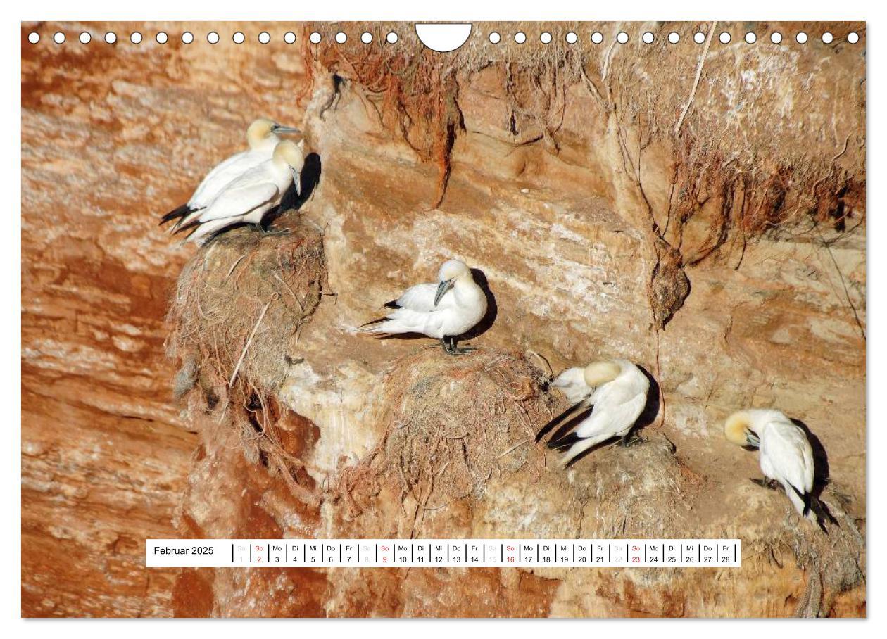 Bild: 9783435474165 | Hochsee-Insel Helgoland (Wandkalender 2025 DIN A4 quer), CALVENDO...