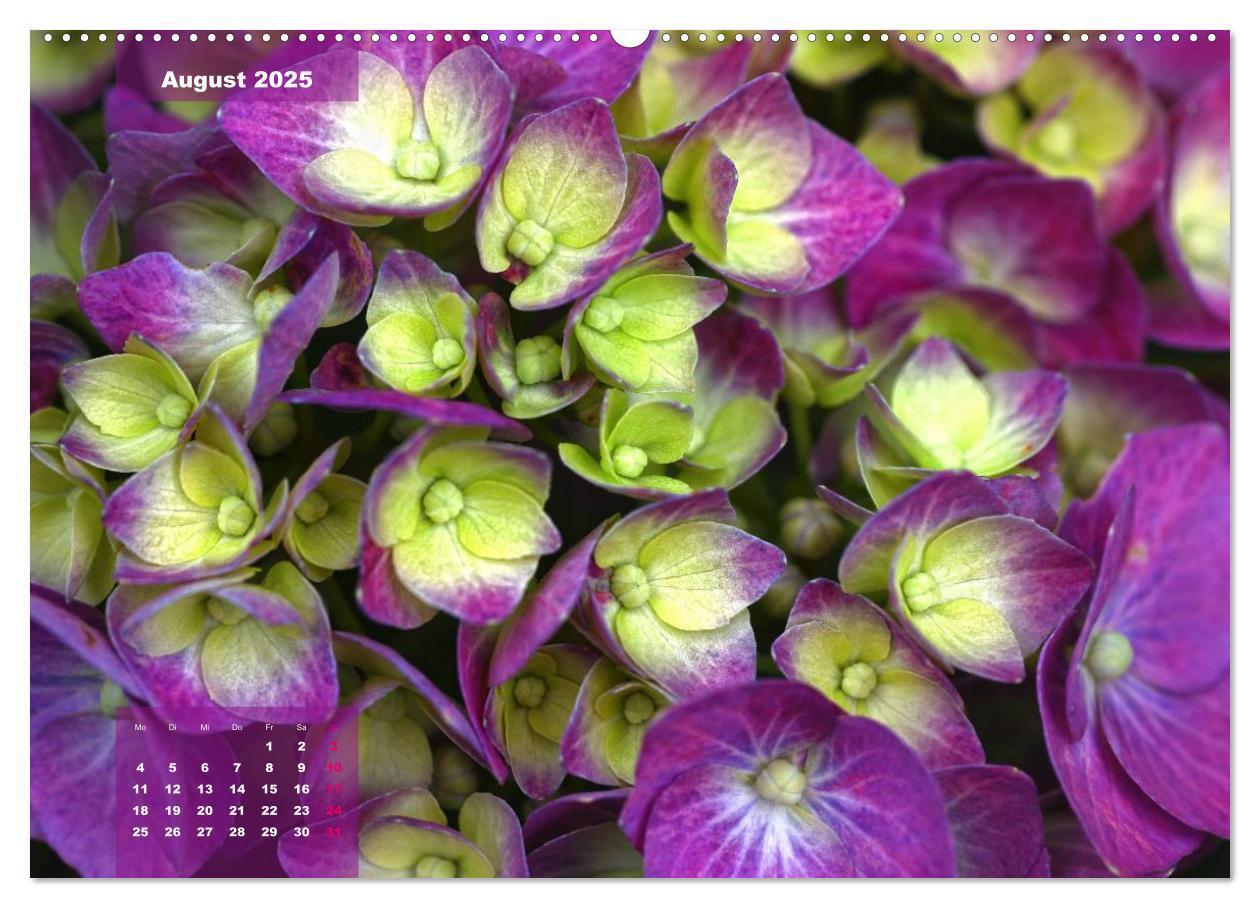 Bild: 9783435650651 | Himmlische Hortensien (Wandkalender 2025 DIN A2 quer), CALVENDO...