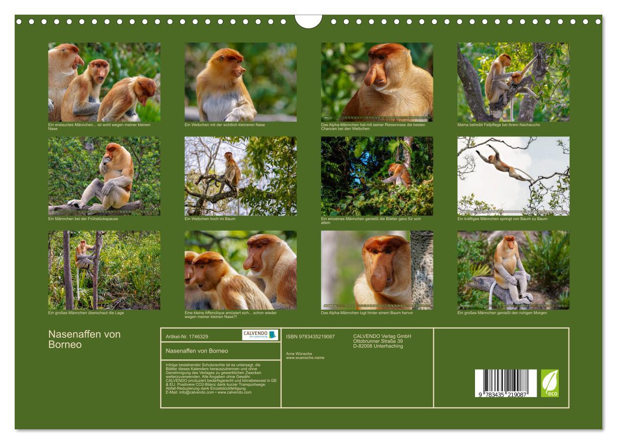 Bild: 9783435219087 | Nasenaffen von Borneo (Wandkalender 2025 DIN A3 quer), CALVENDO...